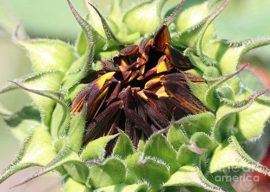 Closeup of Unfolding Orange Sunflowers Photograph by Carol Groenen
