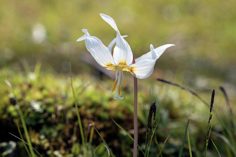 Closeup of White Fawn Lily Blossom Photograph by Michael Russell