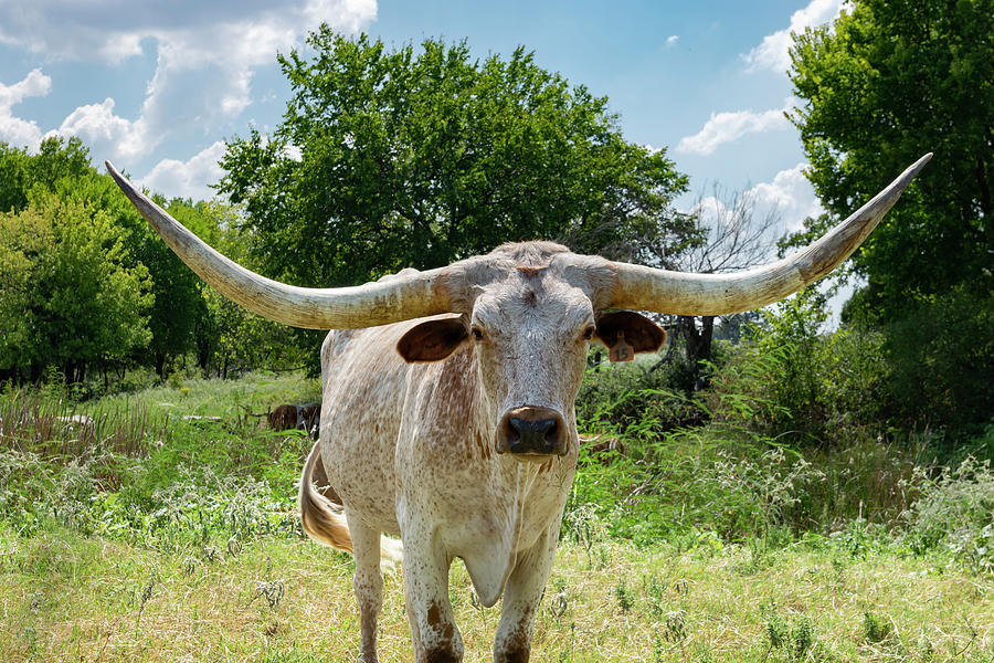 Closeup of white speckled Longhorn in front of trees Photograph by ...