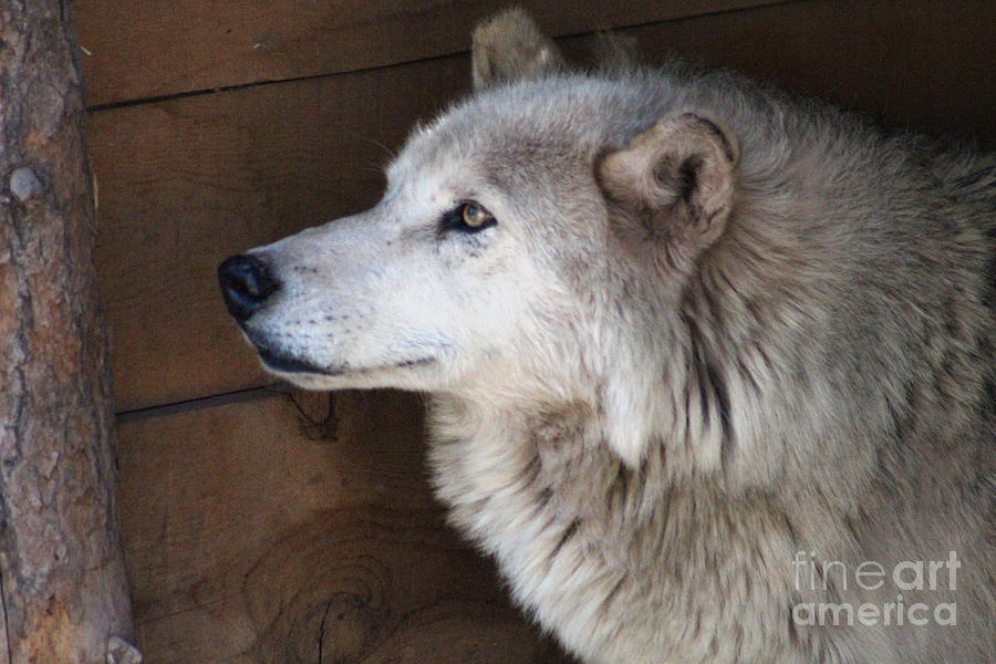 Wildlife Photograph - Closeup of Wolf by Colleen Cornelius Wildlife Photograph - Closeup of Wolf by Colleen Cornelius
