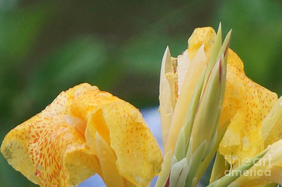 Closeup Of Yellow Canna Lilies Photograph by Maxine Billings