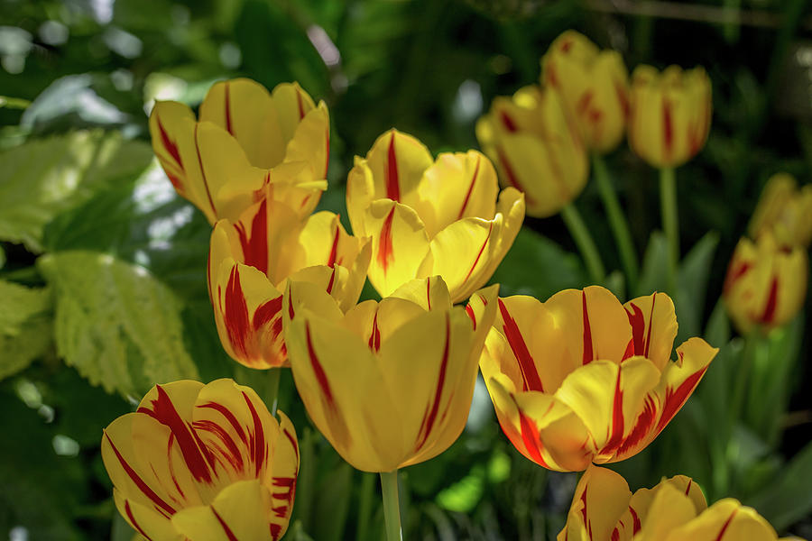 Closeup of Yellow Tulips with Red Stripes. Photograph by John A Megaw