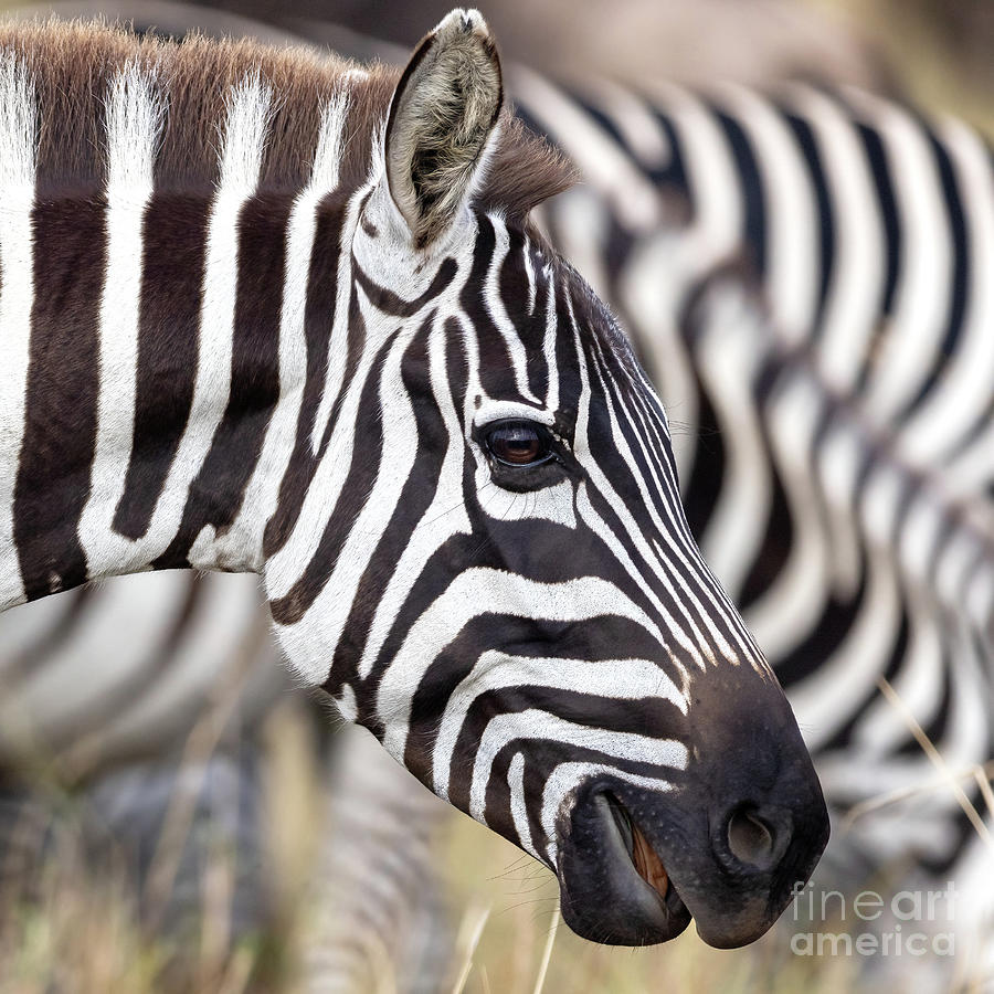 Closeup portrait of a plains zebra, equus quagga, side profile, with other zebras in the background. Masai Mara, Kenya Photograph by Jane Rix