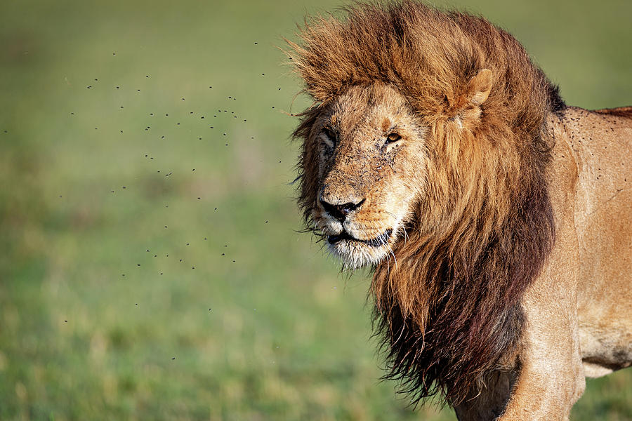 Closeup Profile Large Male Lion Walking Photograph by Good Focused