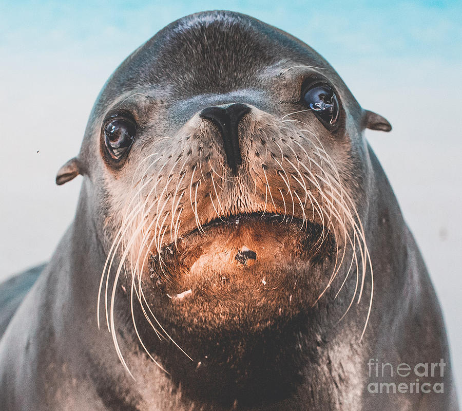 Closeup Seal Walrus Animal Whiskers Mouth Face Digital Art by Noirty  Designs - Fine Art America