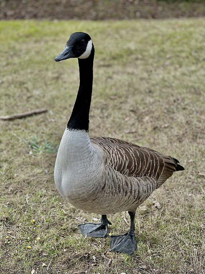 Closeup shot of a Canada goose in Digital Art by Ryan Jowitt - Fine Art ...