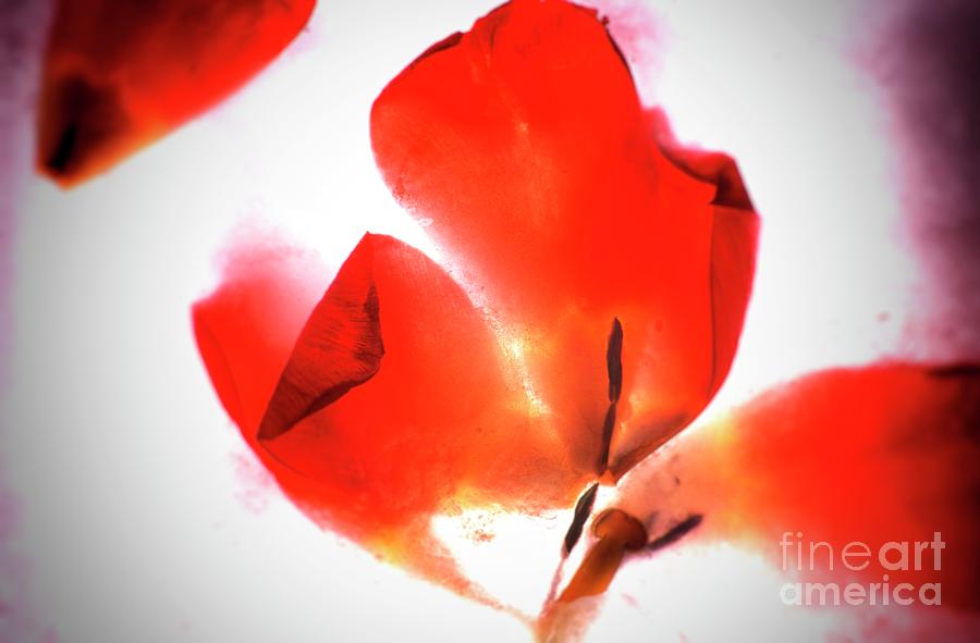 Nature Photograph - Closeup shot of a red tulip flower frozen in the ice by Bernard Jaubert
