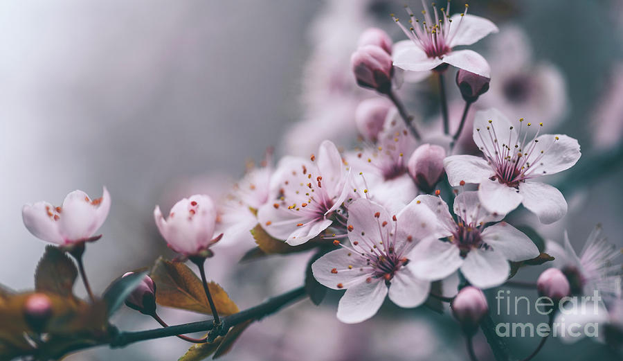 Spring Photograph - Closeup spring blossom flower on tree branch by Jelena Jovanovic