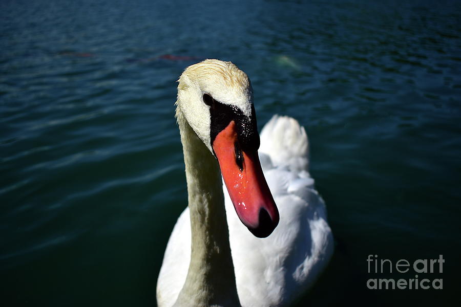 Closeup Swan Photograph by Bailey Maier
