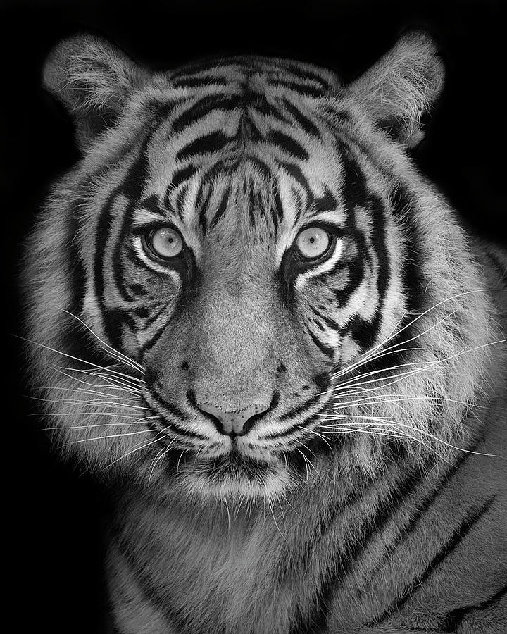 Tiger portrait Photograph by Patrick Van Bakkum - Fine Art America