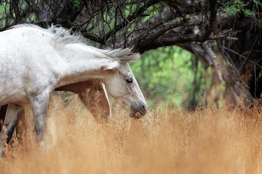 Closeup Two Beautiful Wild Horses Grazing by Susan Schmitz Closeup Two Beautiful Wild Horses Grazing by Susan Schmitz