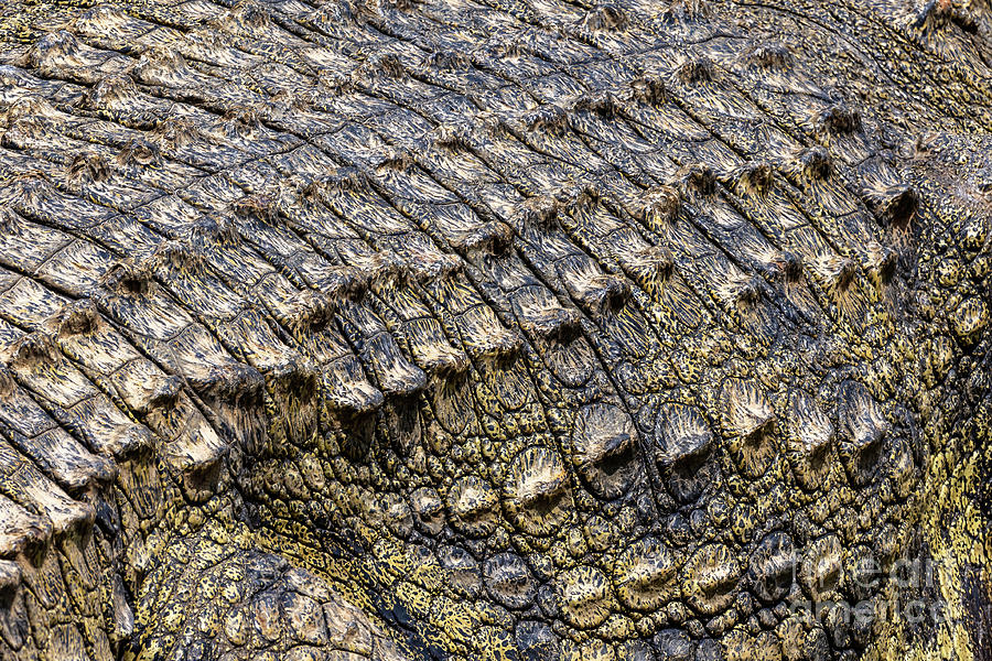 Closeup up of the skin of a nile crocodile, crocodylus niloticus Photograph by Jane Rix