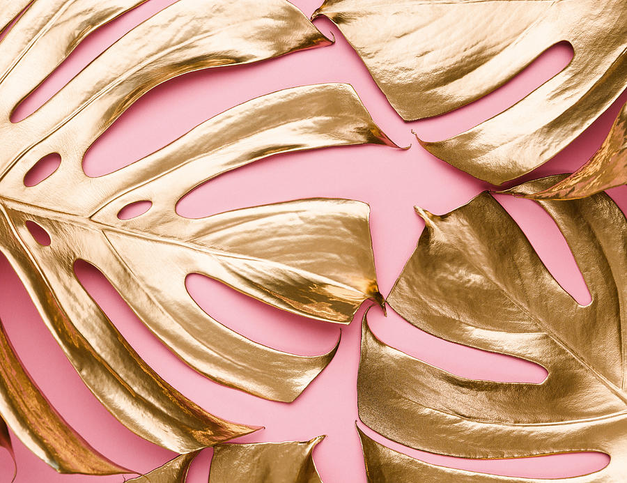 Closeup View Of Natural Gold Painted Monstera Tropical Leaves Pattern On Pastel Pink Background. Beauty Fashion Concept. Photograph