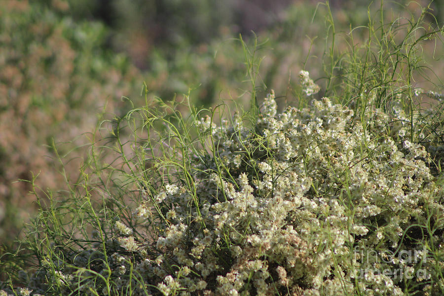 Closeup White Desert Wildflowers Desert Oasis Coachella Valley Wildlife Preserve Photograph by Colleen Cornelius