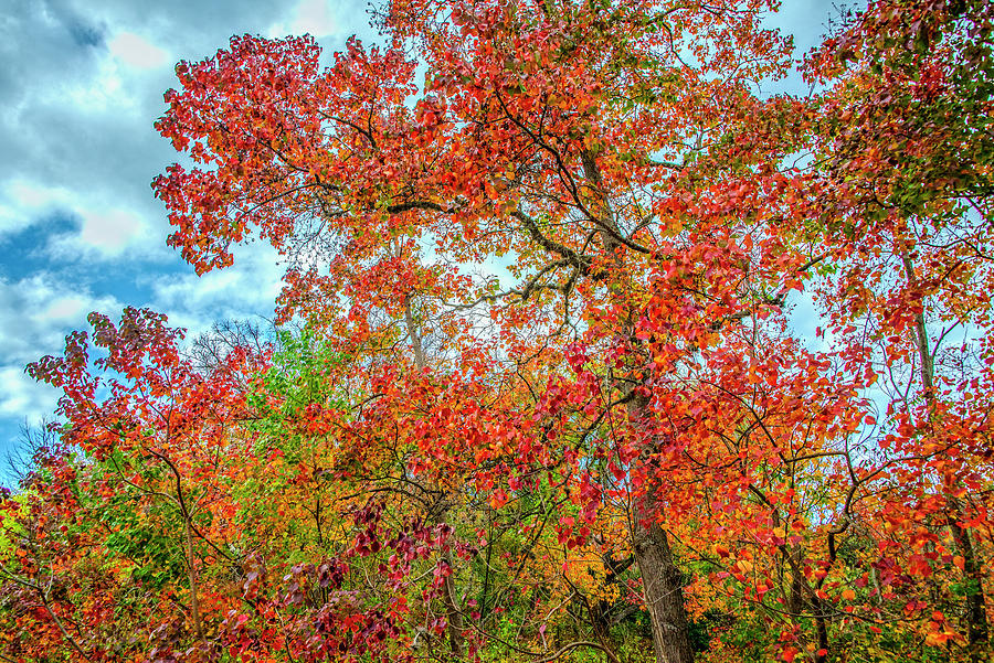 Clothed in Autumn Glory Photograph by Lynn Bauer