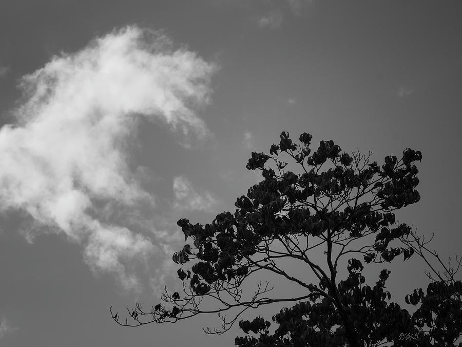 Cloud and Treetop BW Photograph by David Gordon