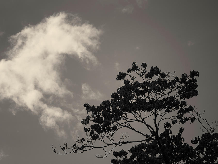 Nature Photograph - Cloud and Treetop Toned by David Gordon