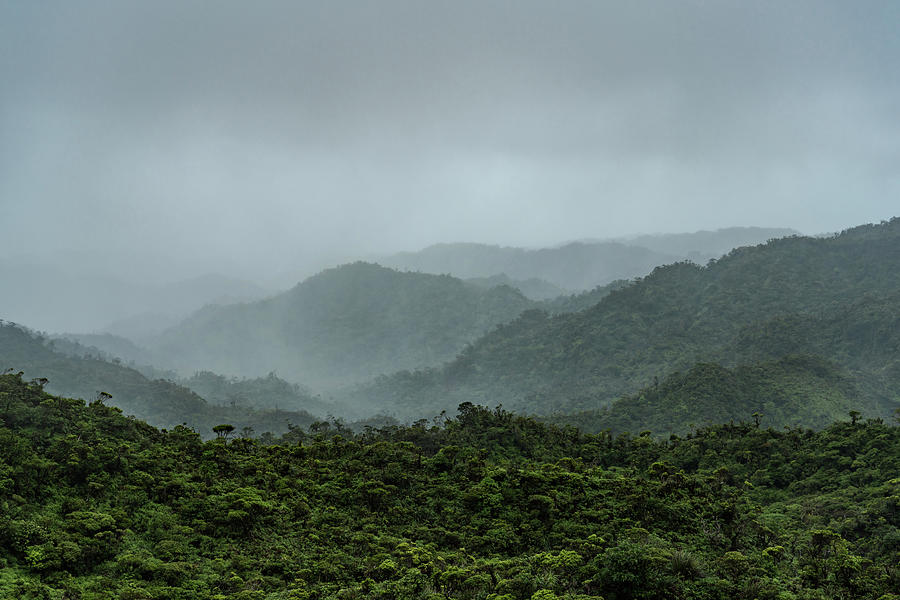 Cloud forest Koolau Range Poamoho Trail Oahu Hawaii landscape ...