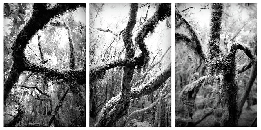 Cloud Forest Trees Photograph by Dorit Fuhg