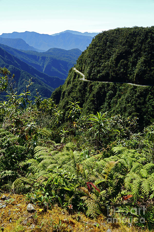 Cloud forest vegetation and Death Road Yungas Bolivia Photograph by James Brunker