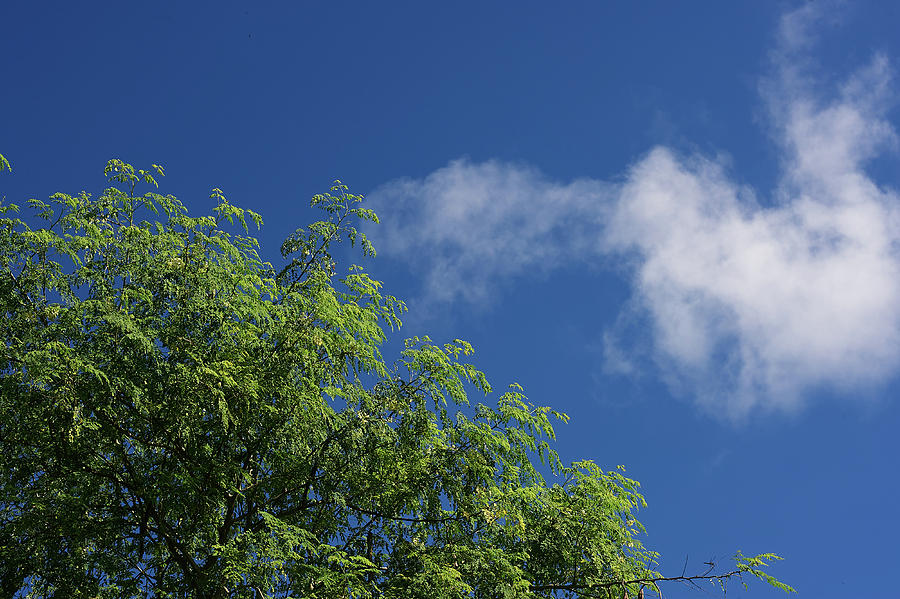 Cloud meets tree by Trinidad Dreamscape Cloud meets tree by Trinidad Dreamscape