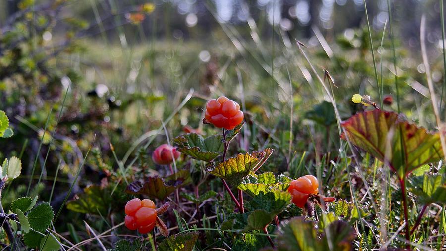 Cloudberry Closeup In Swedish Lapland Photograph