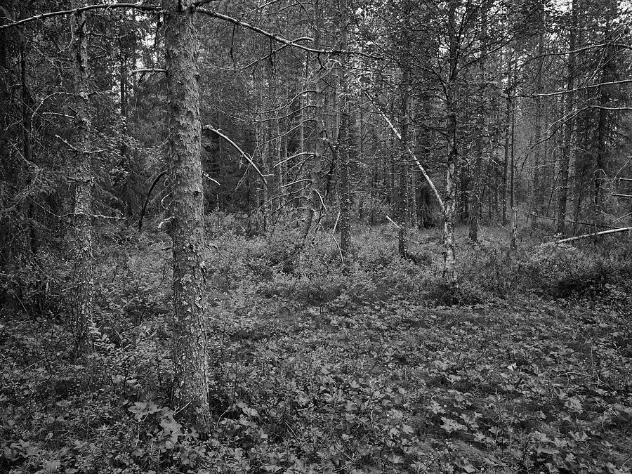 Cloudberry Forest In Bw Photograph