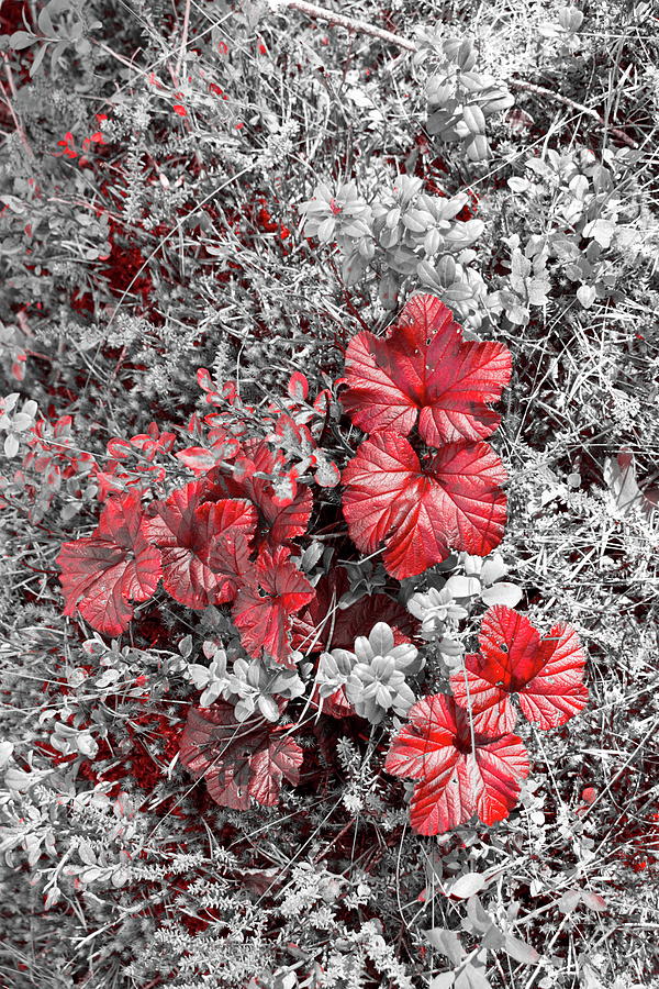 Cloudberry leaves in autumn - duotone Photograph by Ulrich Kunst And Bettina Scheidulin