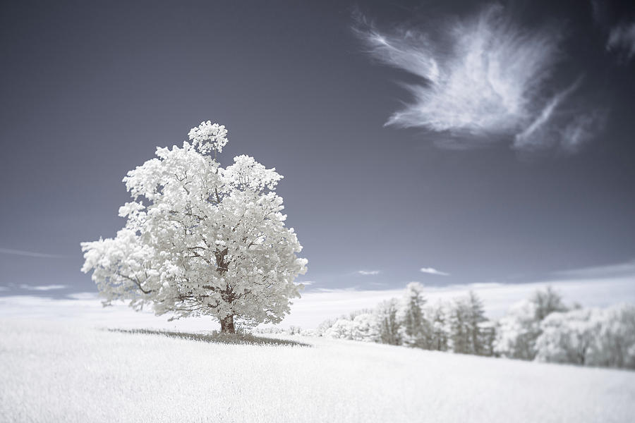 Cloudbird Photograph by Brian Hale