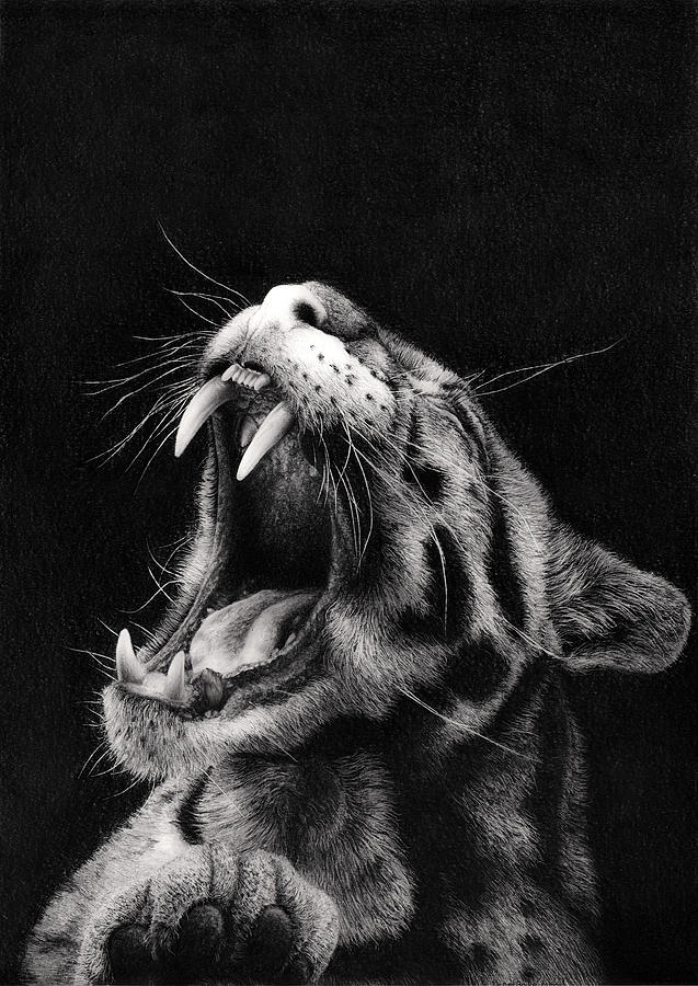 Portrait Drawing - Clouded Leopard by Bengt Andre Kolsrud