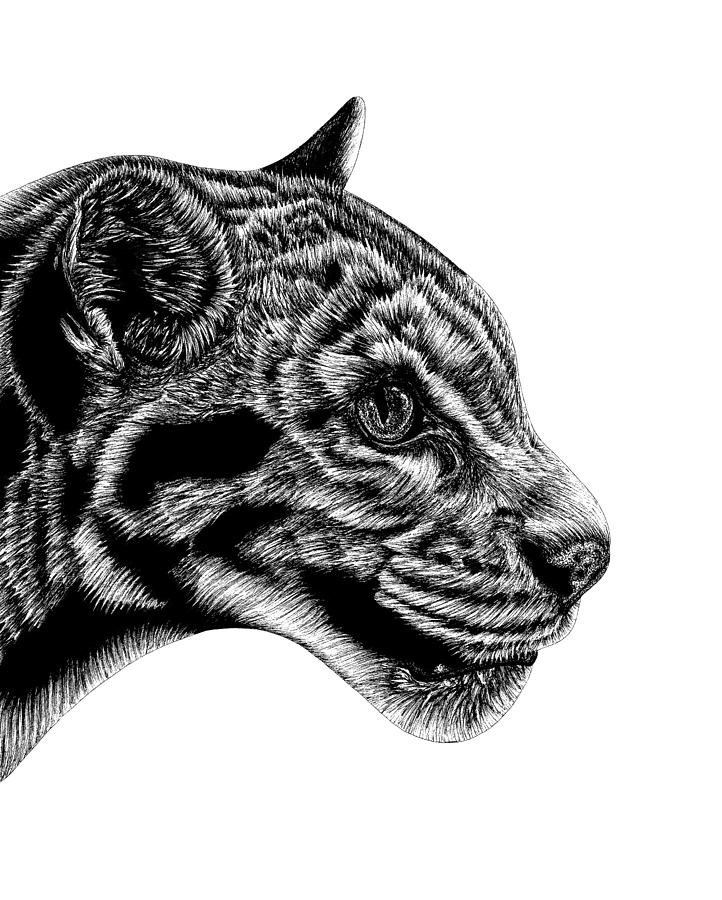 Leopard Drawing - Clouded leopard by Loren Dowding