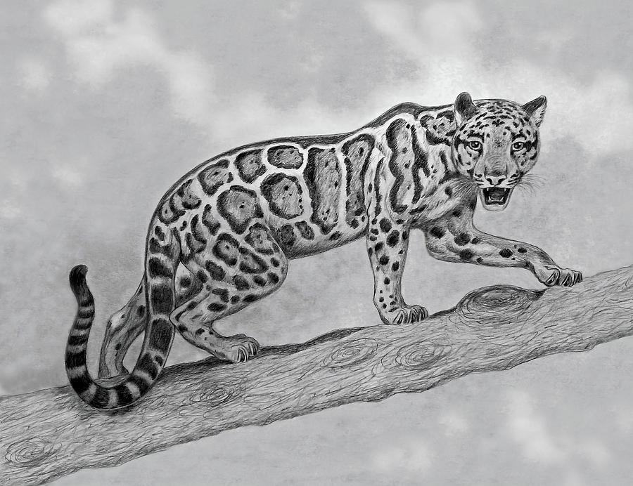 Black And White Drawing - Clouded Leopard by Nicola Fusco
