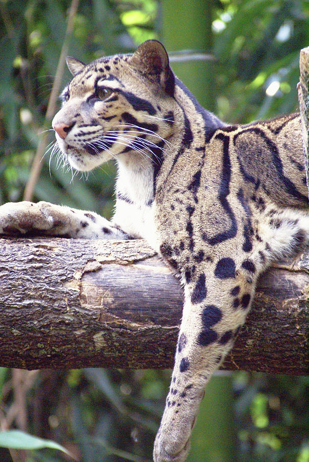 Clouded Leopard On Alert Photograph by Linda Goodman - Fine Art America