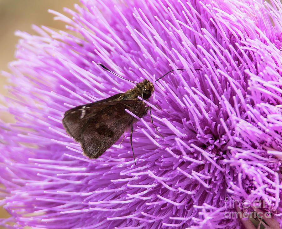 Butterfly Photograph - Clouded Skipper  7D-A8820 by Stephen Parker