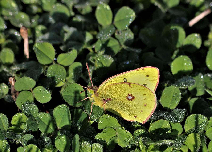 Clouded Sulphur Butterfly and Dew Photograph by Sheila Brown