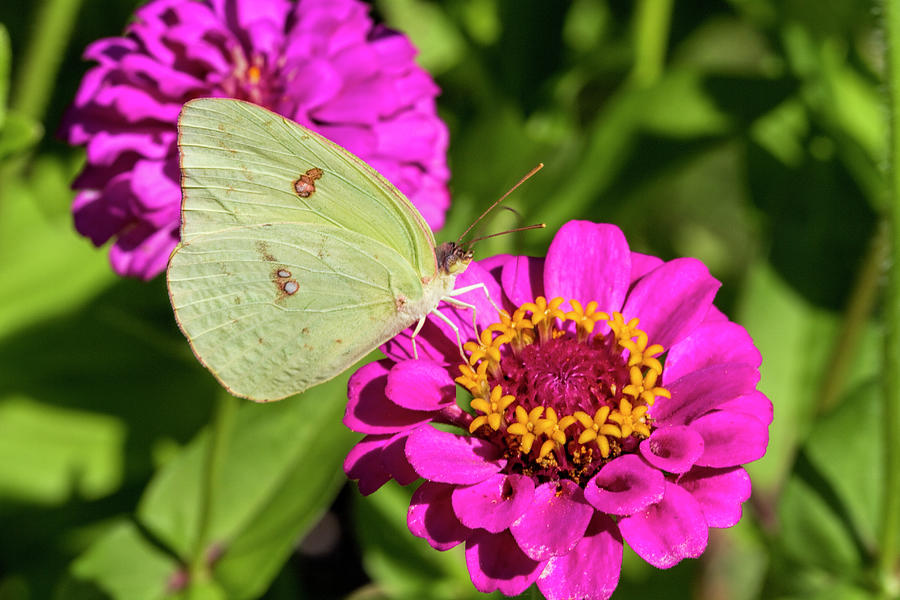 Cloudless Sulfur Butterfly on a Pink Zinnia Photograph by Kathy Clark