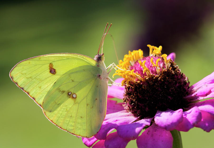 Cloudless Sulfur Butterfly on Zinnia Photograph by Kathy Clark