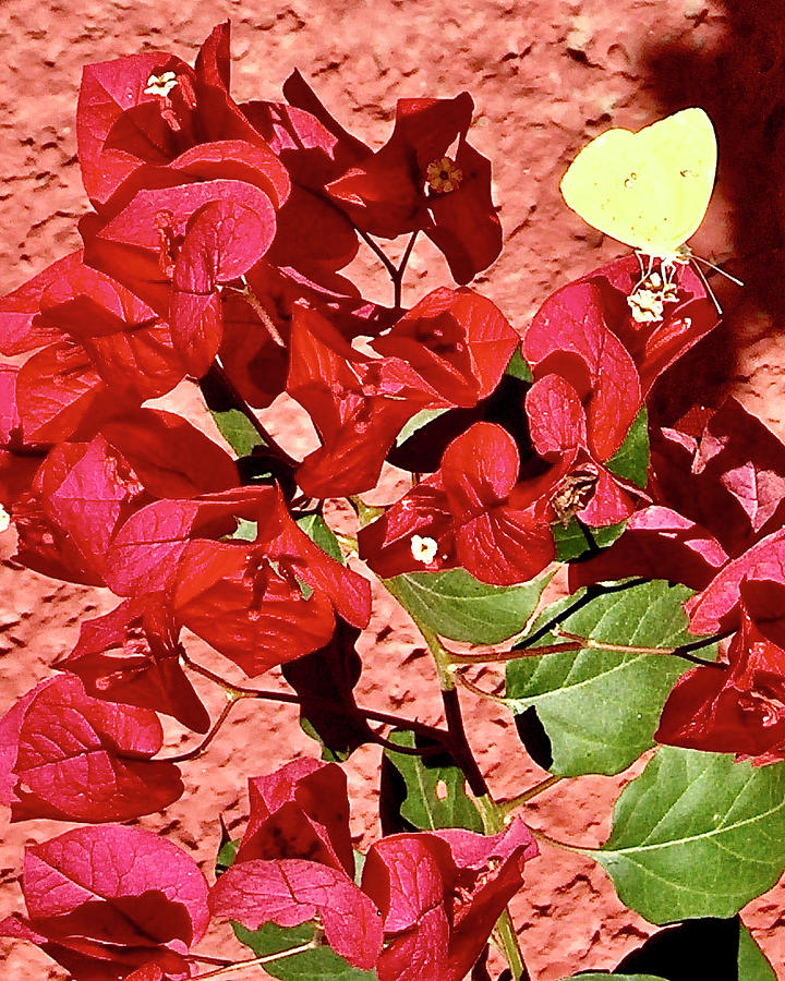 Cloudless Sulphur Butterfly  on Red Bougainvillea, El Fuerte in Sinaloa, Mexico Photograph by Ruth Hager