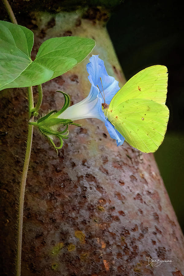 Cloudless Sulphur on Morning Glory #9978 Photograph by Dan Beauvais