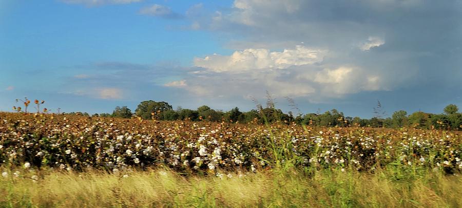 Clouds and Cotton  Photograph by Ally White