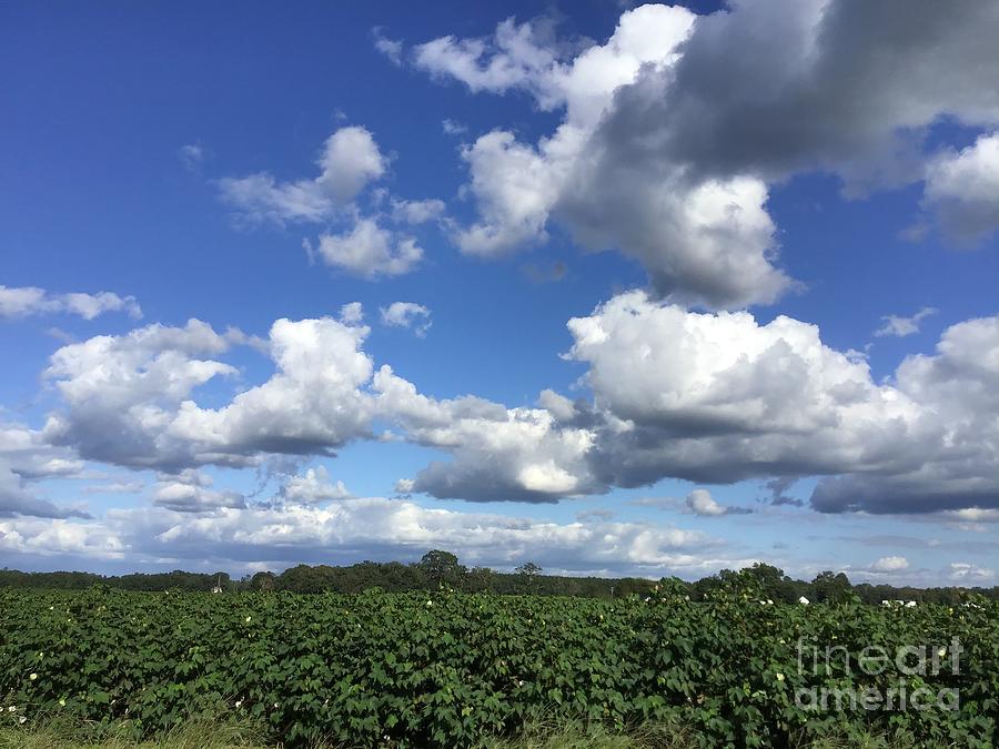 Clouds and Cotton Photograph by Catherine Wilson