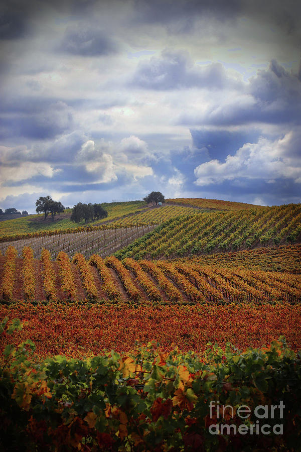 Clouds and Fall Vineyard Photograph by Stephanie Laird