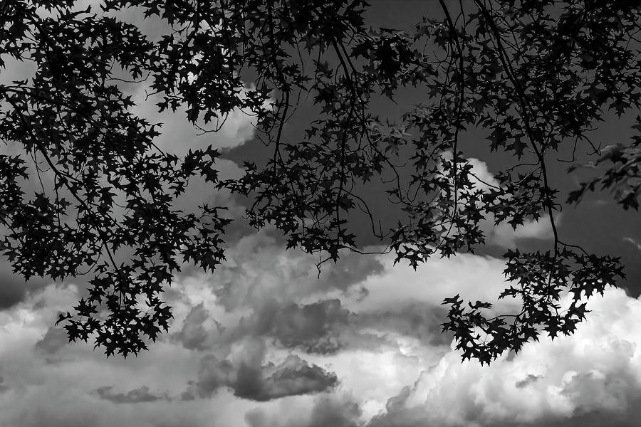 Clouds And Leaves Photograph