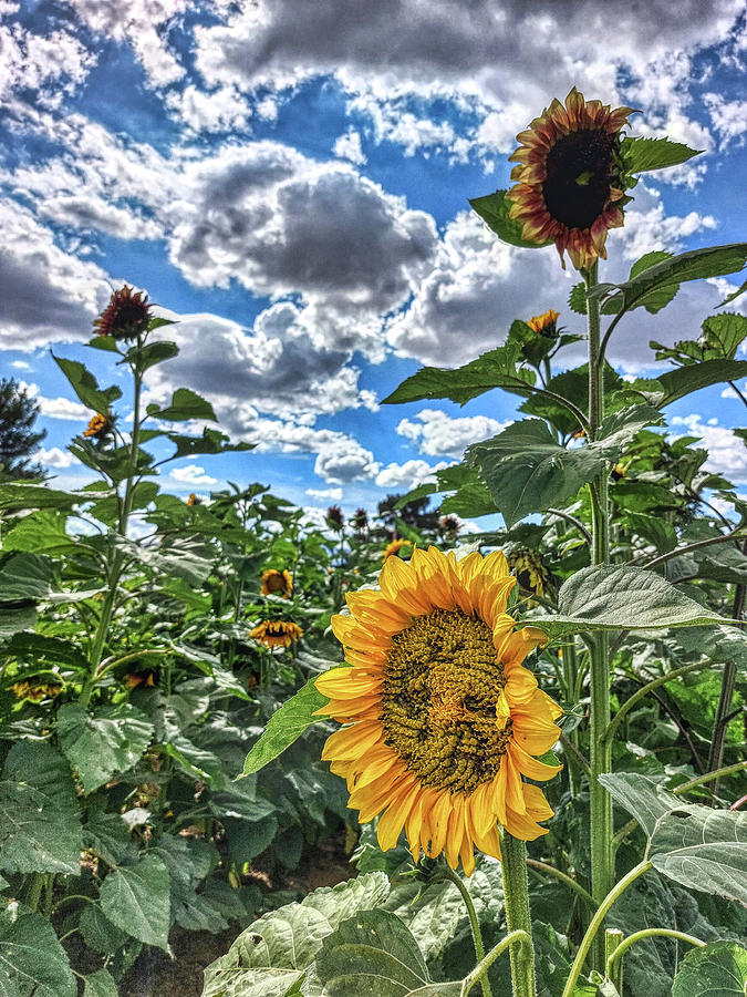 Clouds and Sunflowers Photograph by Chance Kafka