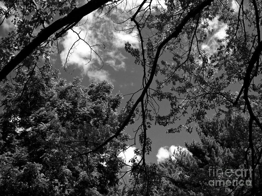 Clouds and Trees Black and White - Frank J Casella Photograph by Frank J Casella