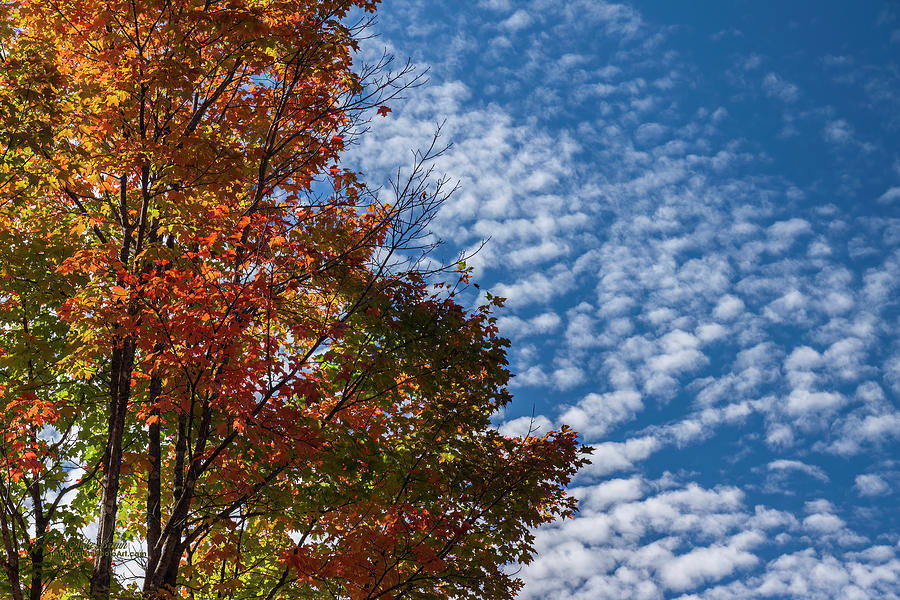 Autumn Photograph - Clouds Imitating Leaves by Mike Braun Autumn Photograph - Clouds Imitating Leaves by Mike Braun