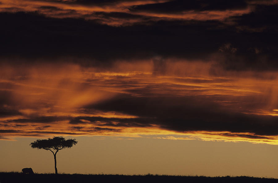 Clouds low over acacia tree on savannah, Masai Mara National Reserve, Kenya Photograph by Anup Shah