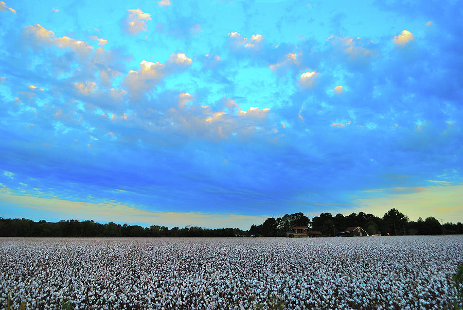 Clouds Over Cotton Photograph by Eric Towell