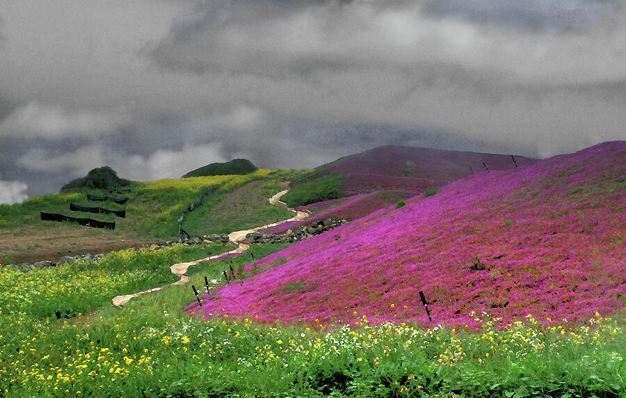 Clouds Over Purple Flower Fields Photograph by Wayne King