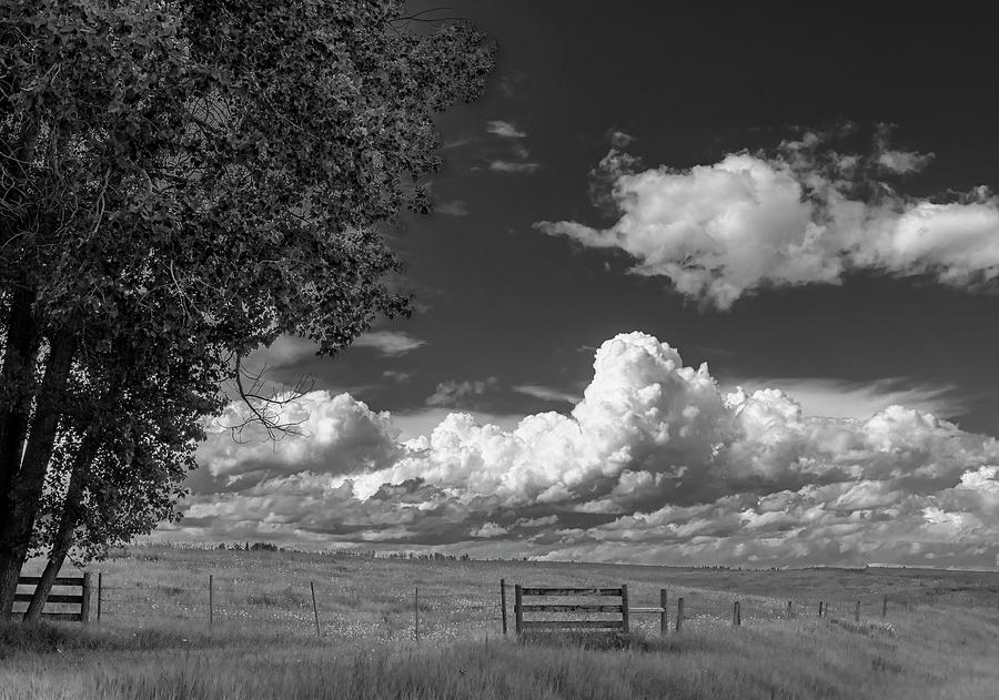 Tree Photograph - Clouds Over Spring Pasture by Phil And Karen Rispin